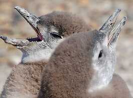 Fenton's  Lodge The Big House