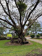Koala Cabins Mapleton