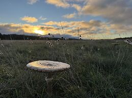 In the Middle of the Forest Nearby Ahus