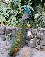 Quinta Pavo Real Complex by Acomodo