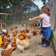 Quinta Pavo Real Complex by Acomodo