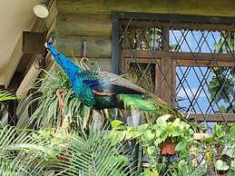 Quinta Pavo Real Complex by Acomodo