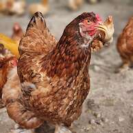 Quinta Pavo Real Complex by Acomodo