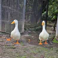 Quinta Pavo Real Complex by Acomodo