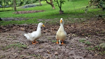 Quinta Pavo Real Complex by Acomodo