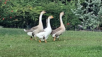 Quinta Pavo Real Complex by Acomodo