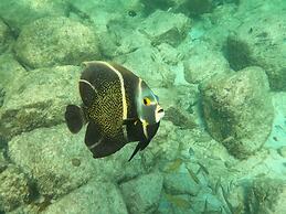 Boca Catalina 4 4 Private Pool Incredible Location