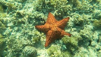 Boca Catalina Oceanview 4 4 Private Pool