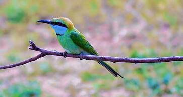 Harmony Haven Eco Resort Udawalawe