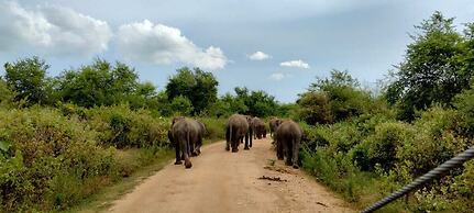 Harmony Haven Eco Resort Udawalawe