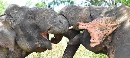 Harmony Haven Eco Resort Udawalawe