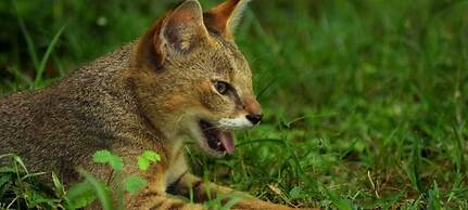 Harmony Haven Eco Resort Udawalawe