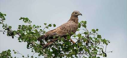 Harmony Haven Eco Resort Udawalawe