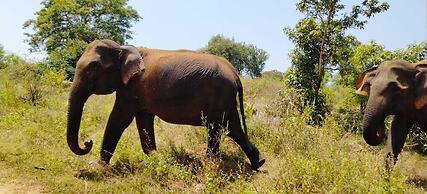 Harmony Haven Eco Resort Udawalawe