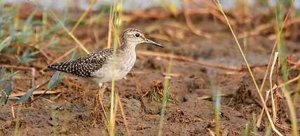 Harmony Haven Eco Resort Udawalawe