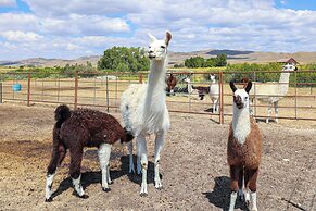 Mountain-view Log Cabin in Wyoming Wilderness