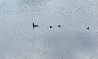 Tranquil Waterside Lodge in Tunstall