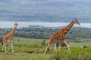 Mbweha Camp Lake Nakuru