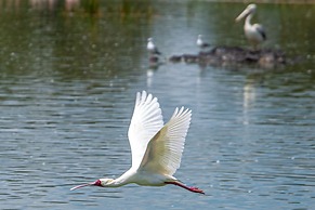 Mbweha Camp Lake Nakuru