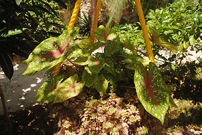 Seasons Lodge Zanzibar