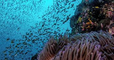 The Tarna Resort, Koh Tao