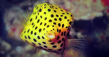 The Tarna Resort, Koh Tao