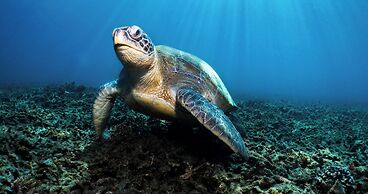 The Tarna Resort, Koh Tao