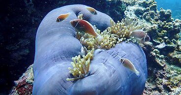 The Tarna Resort, Koh Tao