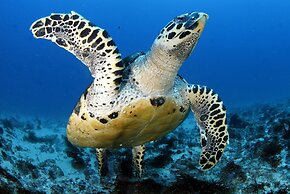 Blue Marlin All-Inclusive Seascape by Dream Resorts