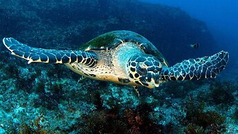 Blue Marlin All-Inclusive Seascape by Dream Resorts