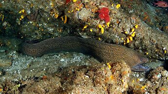 Blue Marlin All-Inclusive Seascape by Dream Resorts