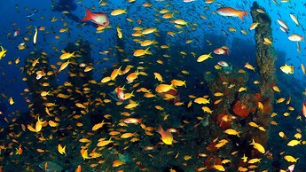 Blue Marlin All-Inclusive Seascape by Dream Resorts