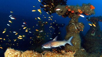 Blue Marlin All-Inclusive Seascape by Dream Resorts