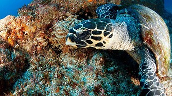 Blue Marlin All-Inclusive Seascape by Dream Resorts