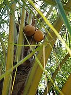 Travellers Paradise Heritage Historical Place - Hostel