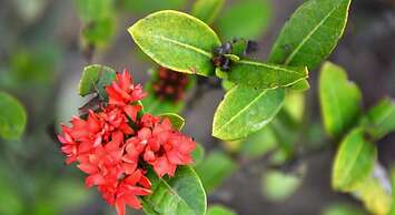 Garden Aroma Homestay Hoi An