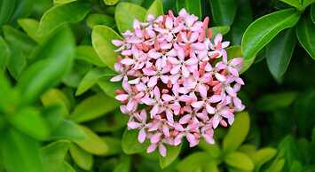 Garden Aroma Homestay Hoi An