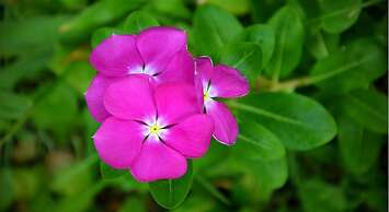 Garden Aroma Homestay Hoi An