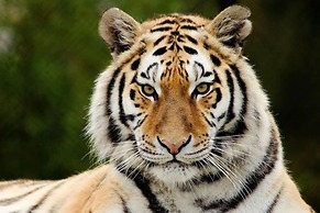 Chitwan Safari Camp & Lodge
