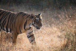 Chitwan Safari Camp & Lodge