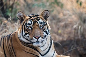 Chitwan Safari Camp & Lodge