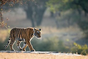 Chitwan Safari Camp & Lodge