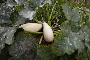 Montanema Handmade Village