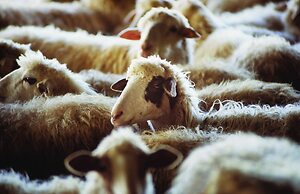 Agriturismo Villa Dafne