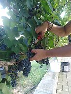 Agriturismo Il Megalite