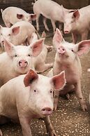 Agriturismo Il Megalite