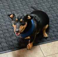 Southfork Motel and Grill