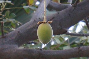 Lemon Creek Hotel Resort