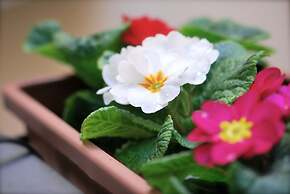 Il Quadrifoglio Room&Suite