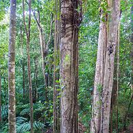 3 Rivers & Rosalie Forest Eco Lodge